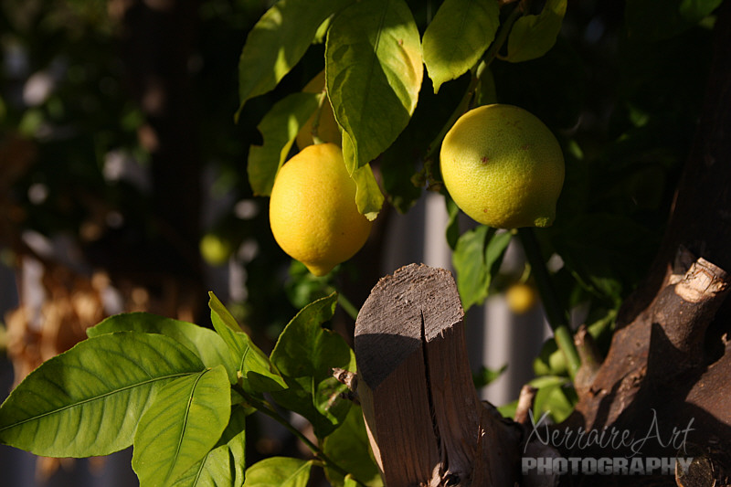 I am slowly learning when to pick them. It sure has come in handy sometimes; to flavor my water or in a recipe like I used today.