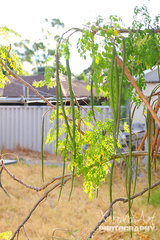 We also have a drumstick tree. Moringa oleifera