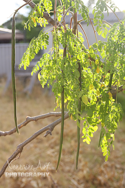 It can also be refereed to as the horseradish tree.