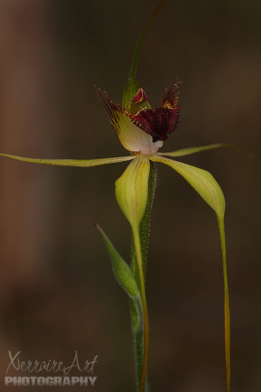 Then we finally got to see a spider orchid, something my husband had just said he wanted to see....