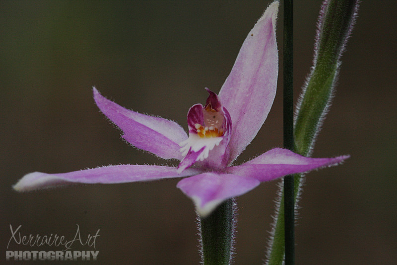 As we neared the end of our walk, we came upon a patch of Pink Fairy Orchids.