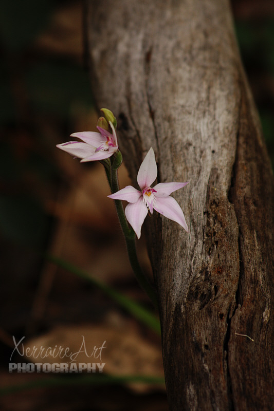 These were being shy, almost hiding behind a tree.