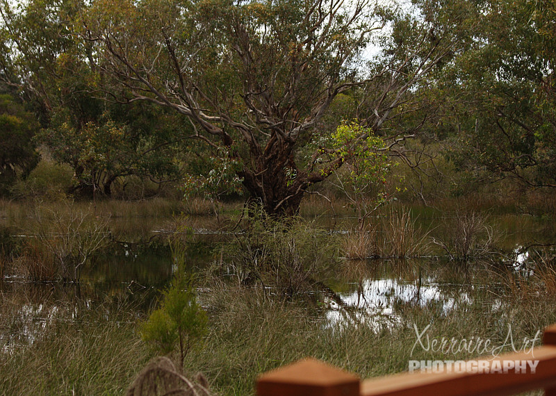It sure fit the bill, with swamp like features and loud frogs croaking non stop.