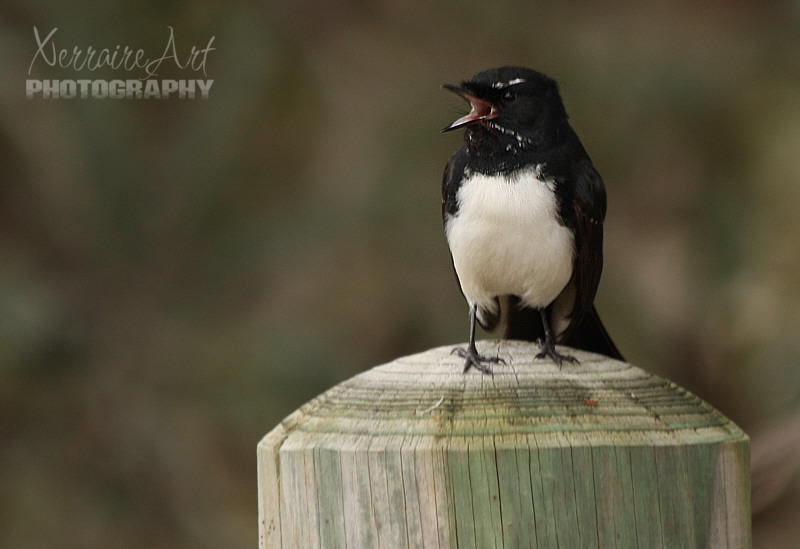 Apparently this swamp has its own welcoming committee, this Willie Wagtail.