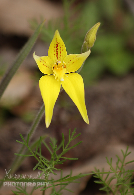 A nice cowslip orchid.