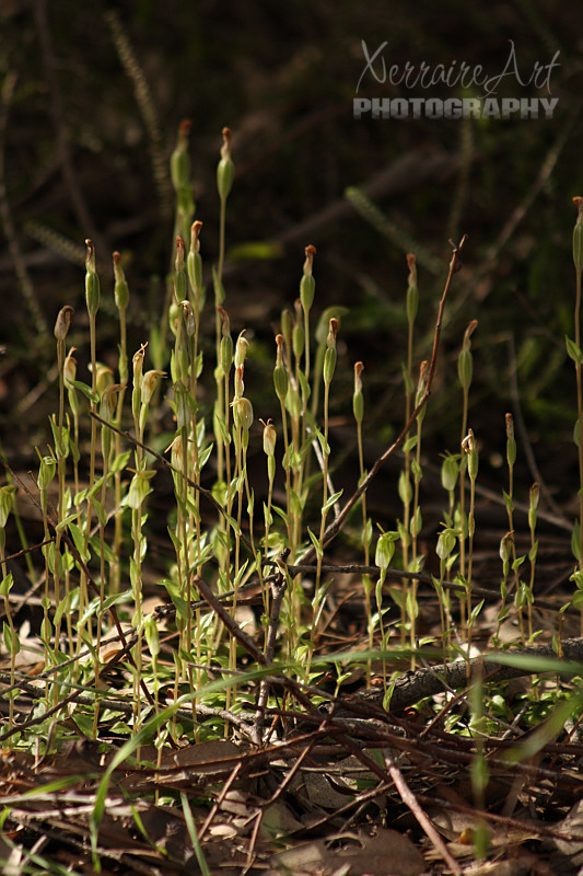 We almost missed this patch of snail orchids.