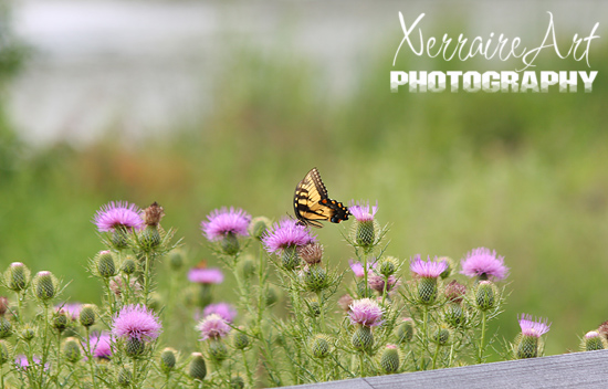 Thistle and Butterfly