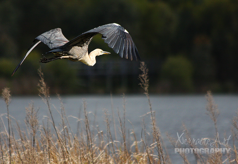 pacificheron