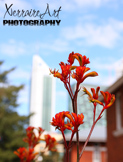 Kangaroo Paw with the R&I Building