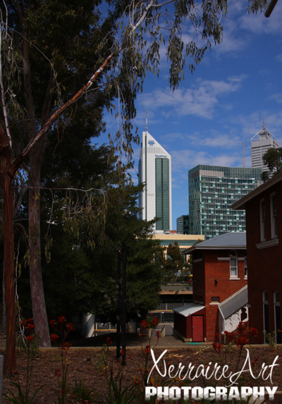 Silver Princess tree in Perth