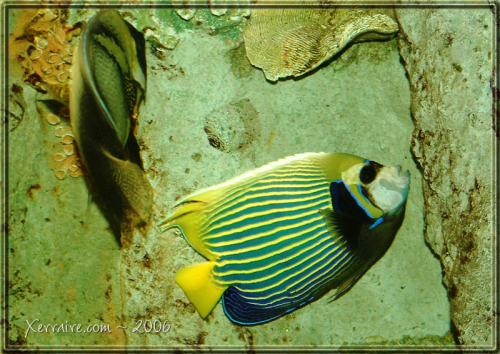 aquariumfish2