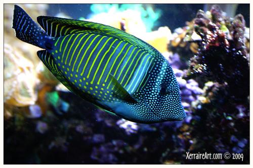 aquariumfish5