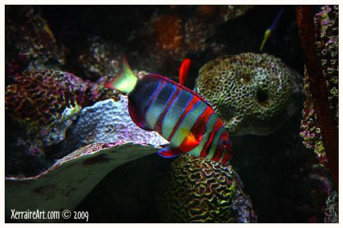 aquariumfish6