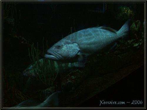 aquriumfish