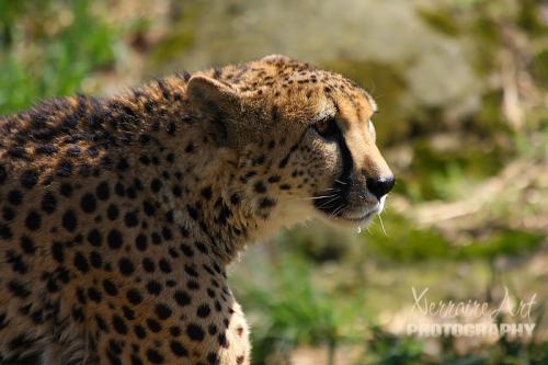 cheetah3