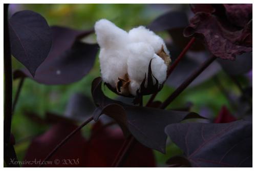cottonplant