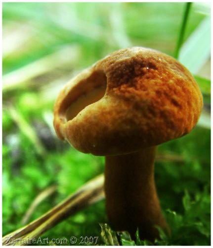 Hole in a mushroom