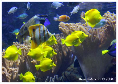yellowfishbluefish