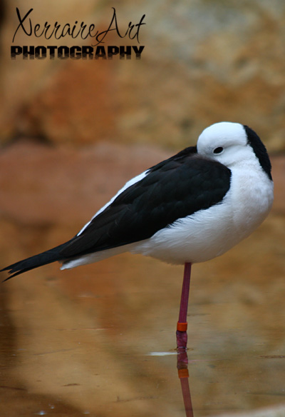 Black Winged Stilt