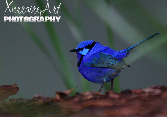 Blue Fairy Wren