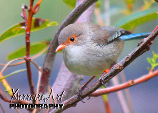 Female Blue Fairy Wren