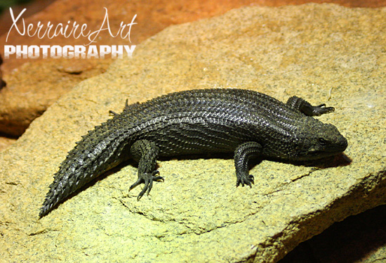 Spiny Tailed Skink