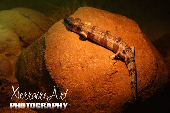 Blue Tongued Lizard