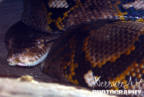 Reticulated Python (4-5 meters long) It was HUGE!