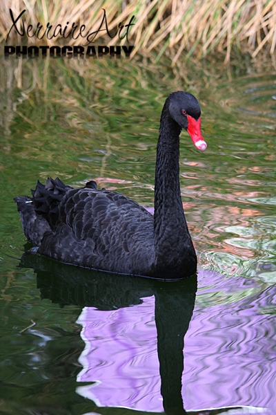 The Black Swan, a Western Australian Icon