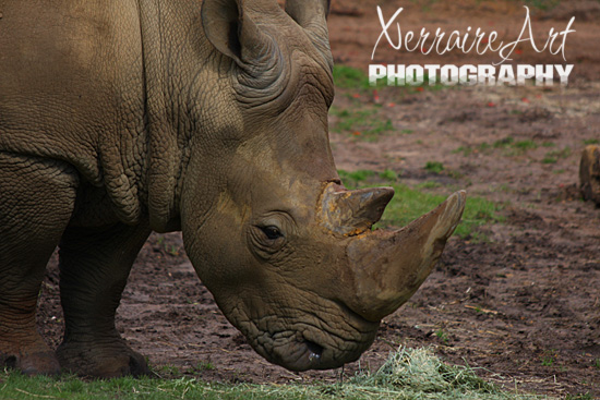 Rhino at Perth Zoo