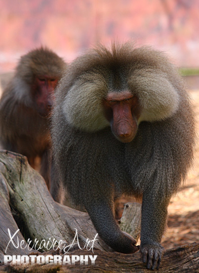 The Baboons were fun to watch