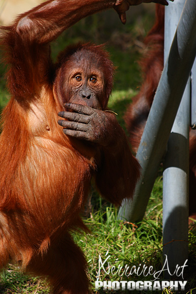Something we could have done all day, all of us, was watch the orangutans 