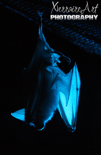 James was right, the nocturnal house was really something special, I saw creatures there I had never heard of before. This bat was impressive too!