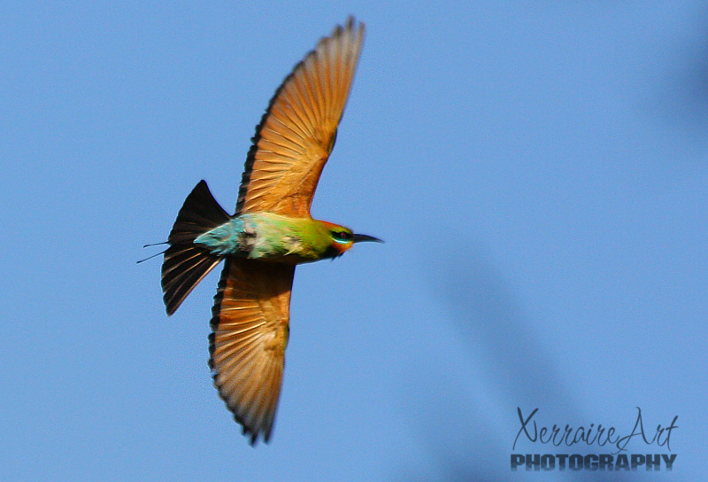 Rainbow Bee Eaters