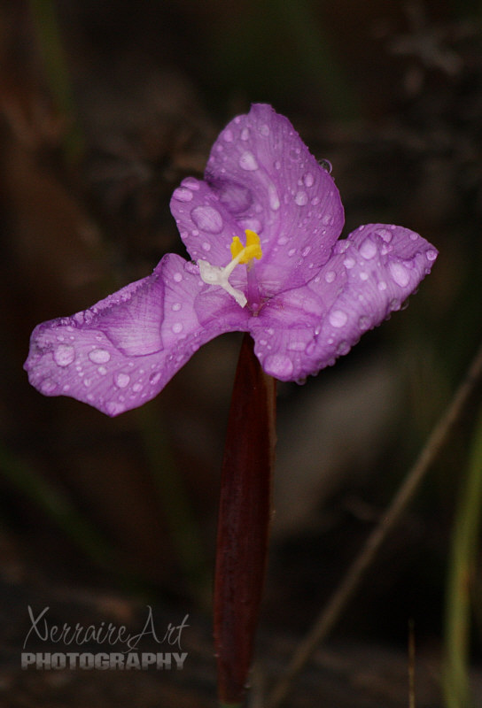 No raindrops on roses here.