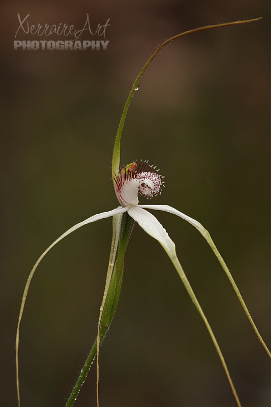 Well I just couldn't stop photographing spider orchids, I think it was the drop at the top that grabbed me.