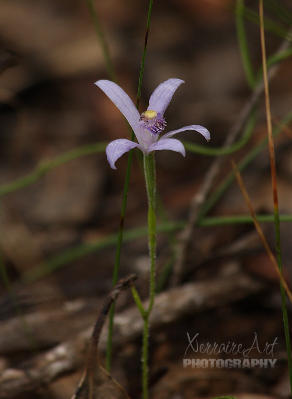 John found this orchid we hadn't see here yet.