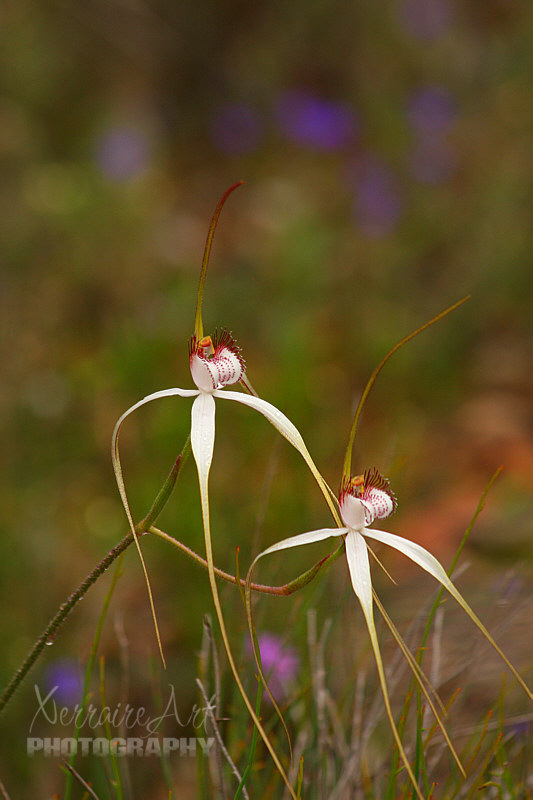 Some more white spider orchids with a splash of color behind them.