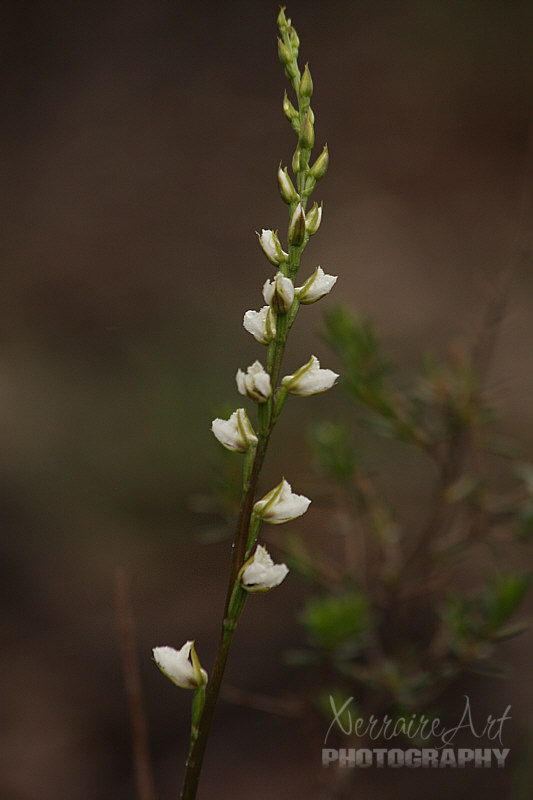 A leek orchid.