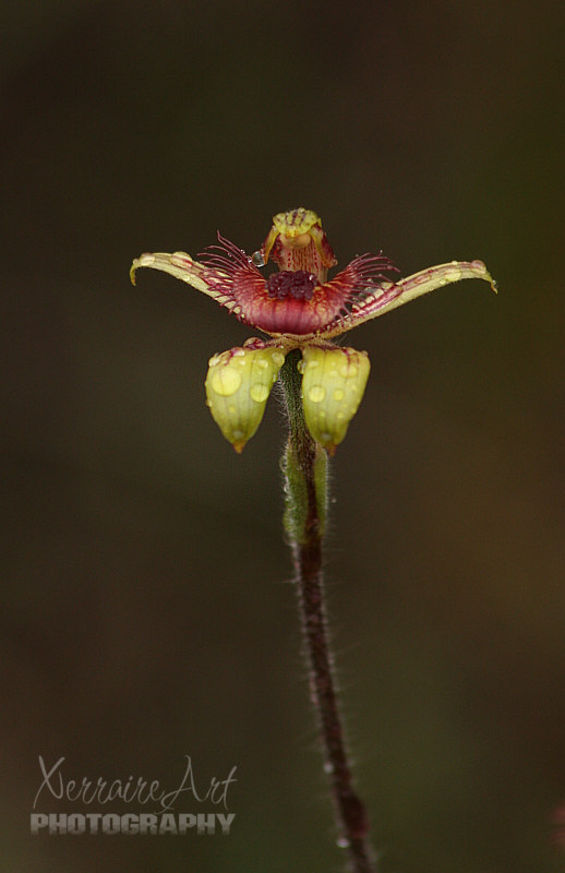 Dancing Spider orchid
