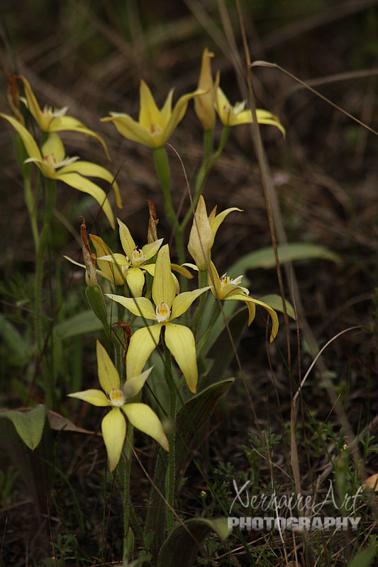 Loved seeing all these cowslips together.