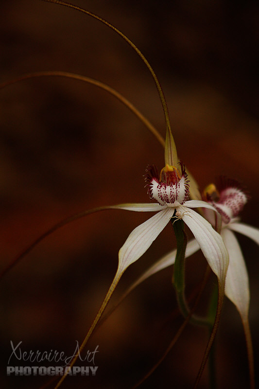 To say we saw a lot of white spider orchids would be an understatement, but not all had a white spider on the white spider orchid like this one.
