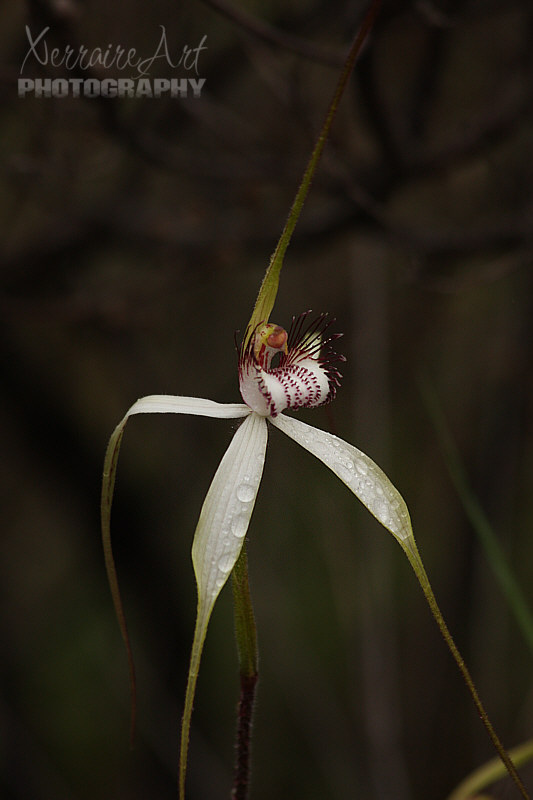 A portrait of this white spider orchid with rain drops all over.