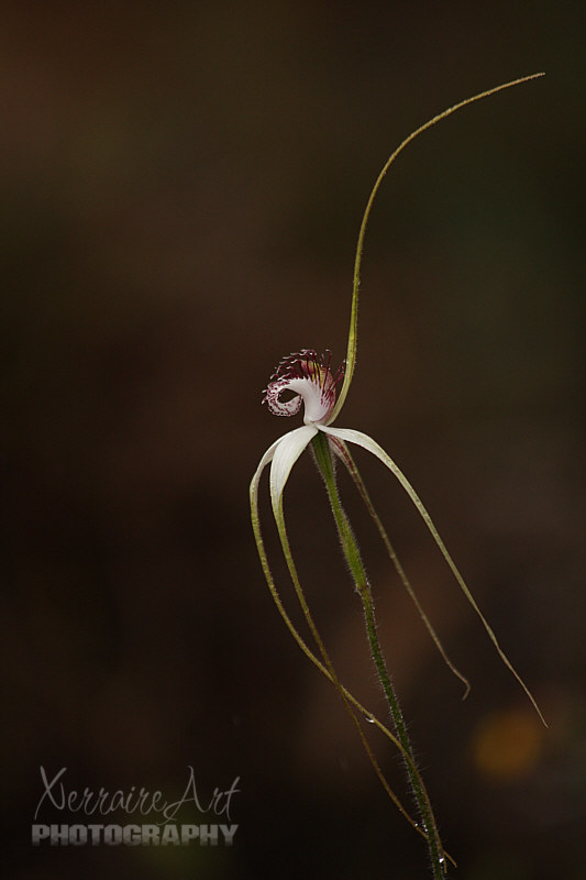 The rain kept coming down as I struggled to get this white spider orchid's profile.