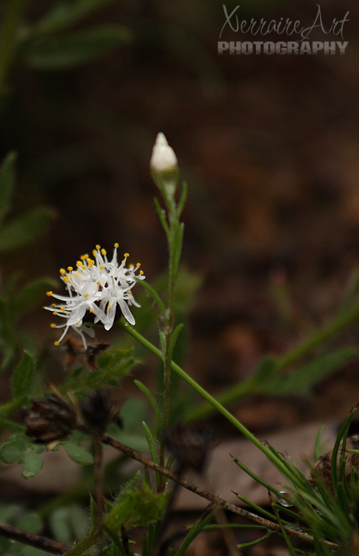we didn't just come to see orchids, this reserve is rich in many wildflowers.