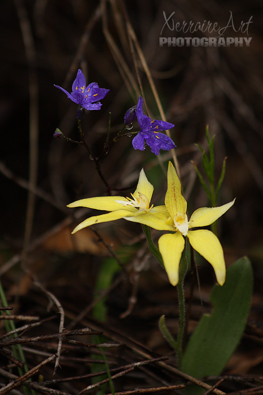 Love too see the mix of color with cowslip orchids and...