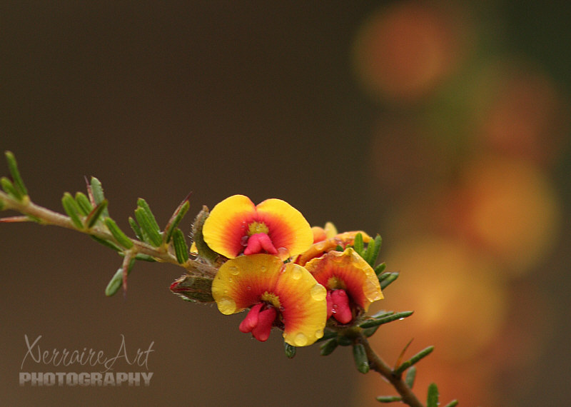 As well as this pea flower.
