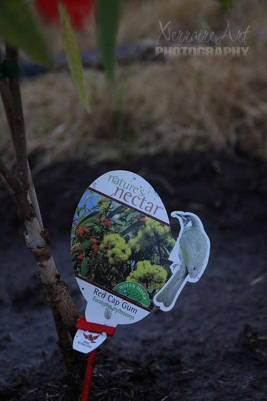 A big name for a tree, it has a few names: Eucalyptus erythrocorys 'Ilyarrie, Red- capped Gum'