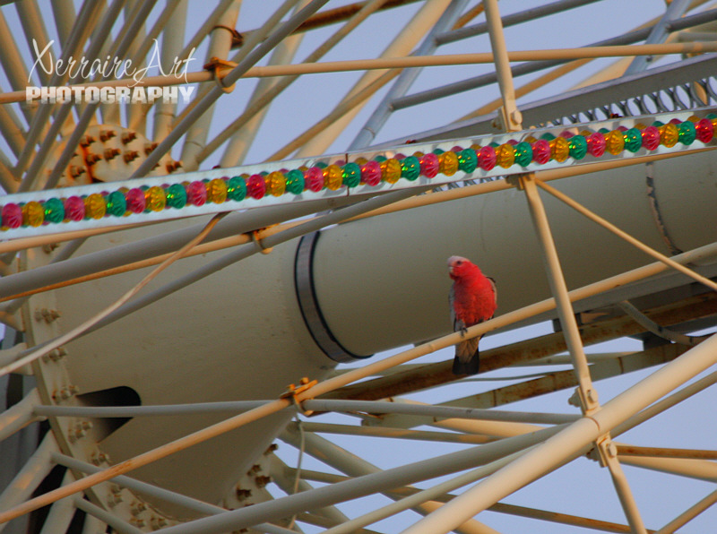 rides14