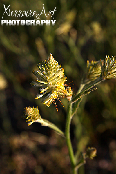 Ptilotus